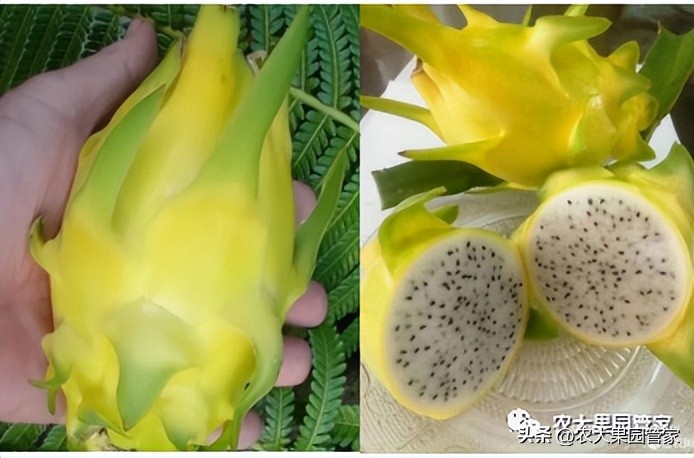 优质果树苗木品种介绍,最好的新品种苹果苗木