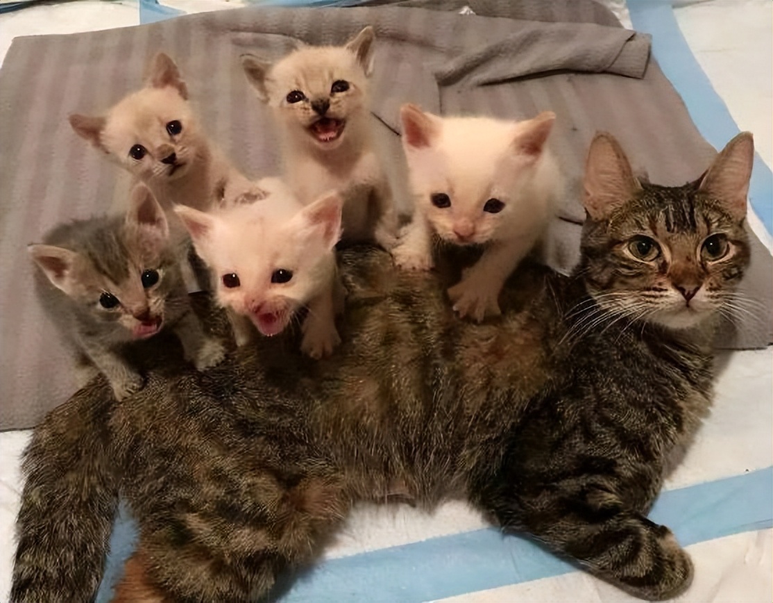 打断公猫跟母猫“交配”,会造成什么后果?