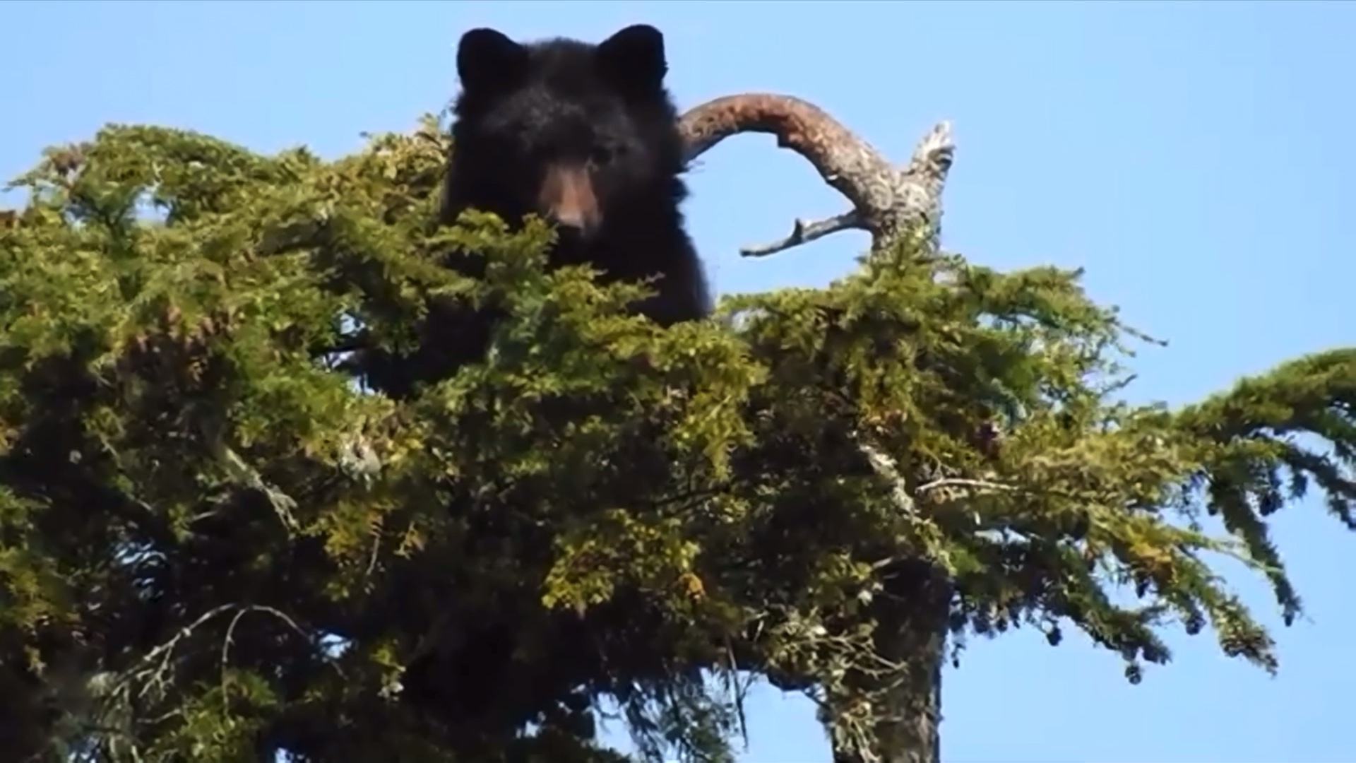 野外遇到熊该装死还是爬树呢,农民山中被熊咬腿没想到熊会爬树