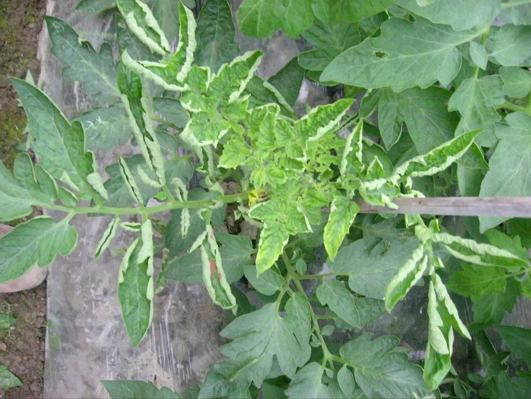 番茄叶片边缘焦枯卷曲,番茄叶子卷曲皱缩怎么处理