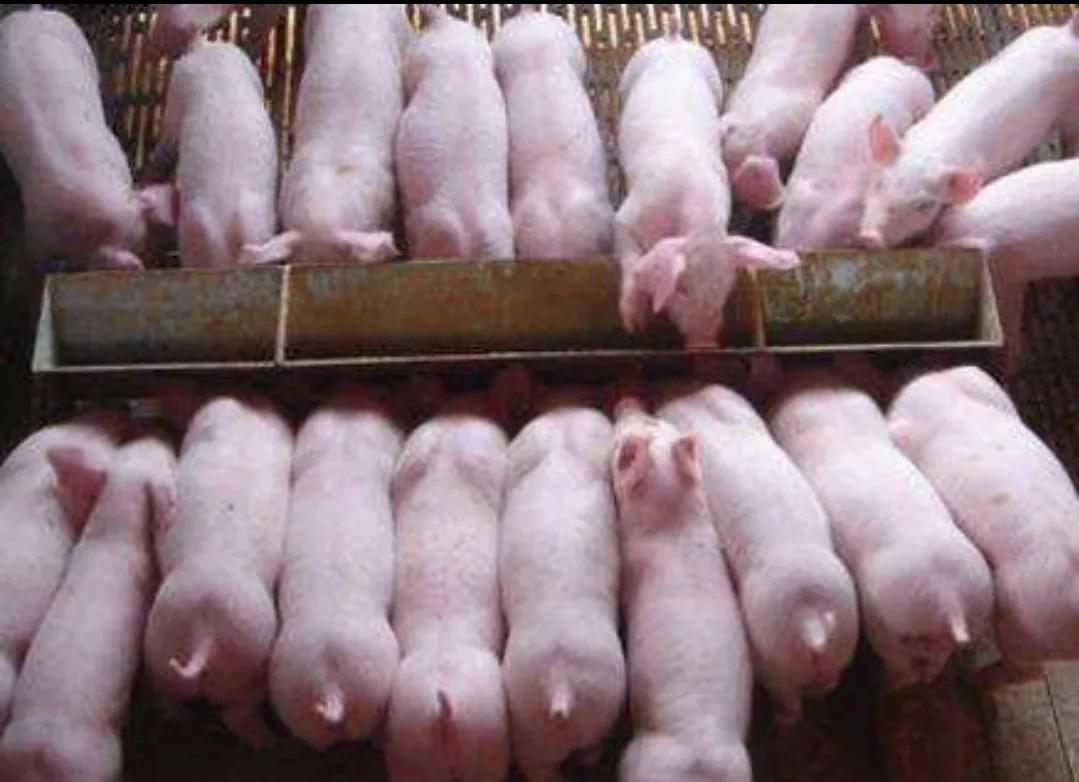 冬季小猪拉稀的原因,小猪拉稀怎么快速解决方法视频