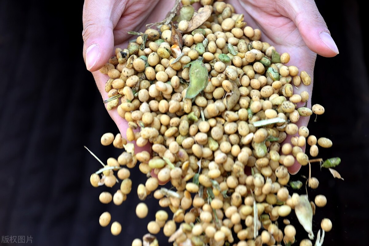 全国各地大豆价格最新行情分析,今日全国各地大豆价格行情走势