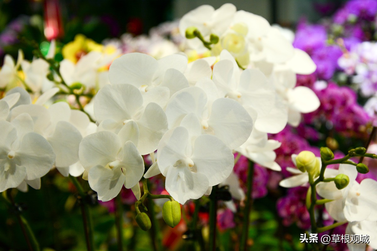 鎺㈣杩庢槬鑺卞競,澶ц繛瑗块儕鑺卞競鎼摢鍘讳簡