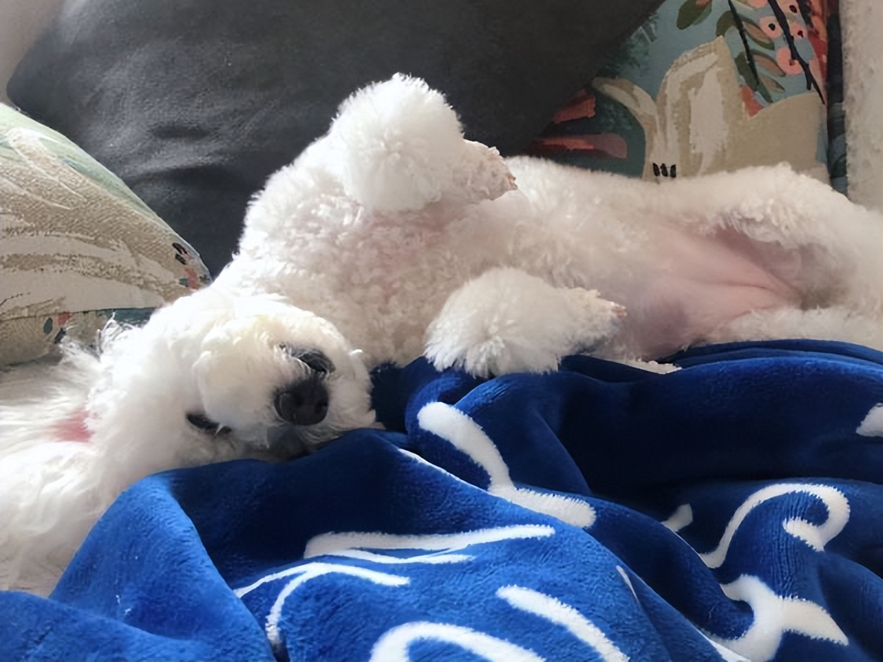 比熊为什么在家里面最听你的话,怎么判断比熊爱不爱自己