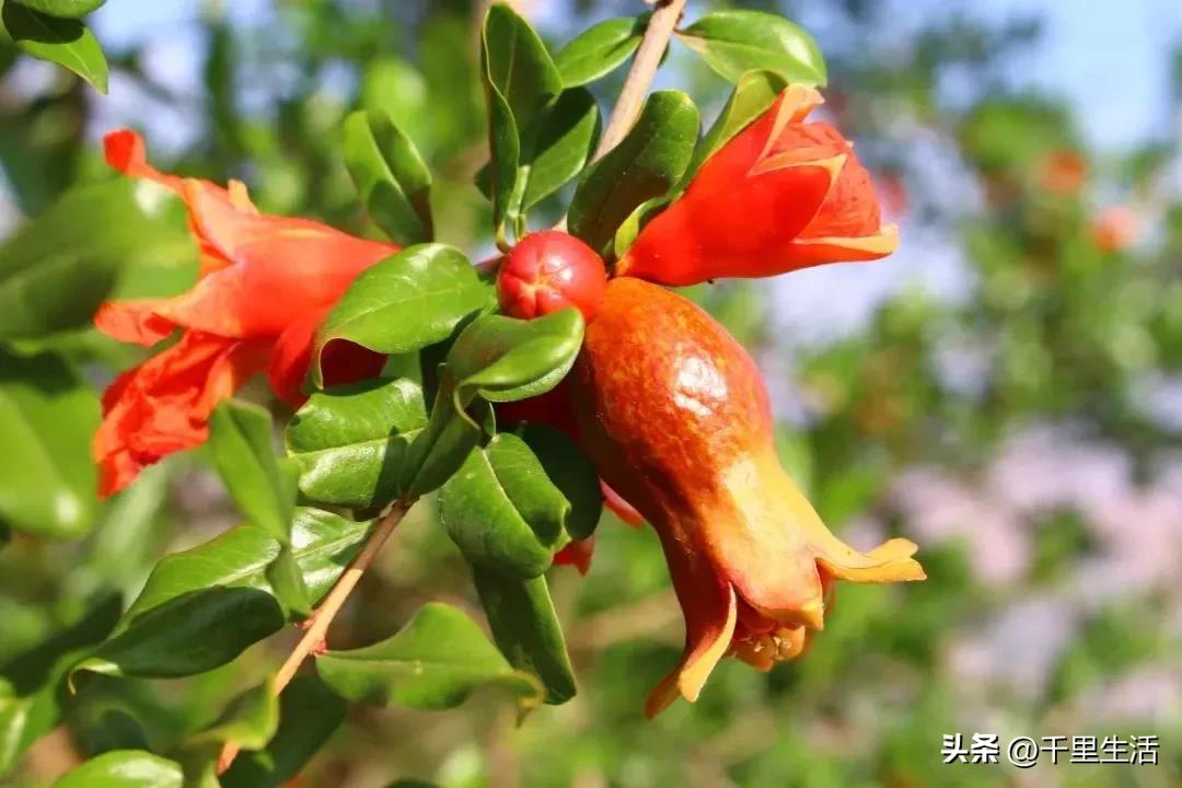 突尼斯软籽石榴超级好吃,突尼斯软籽石榴不用吐籽就能吃