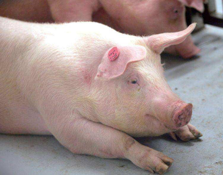 猪不吃呕吐黏糊状没精神怎么办,猪不吃食吐黄水没精神躺着怎么办