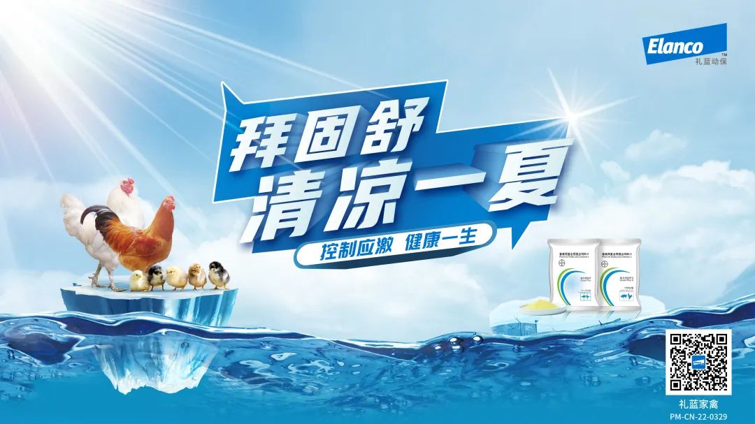 鸡中暑最佳治疗方法,鸡中暑了有些什么方法降暑的