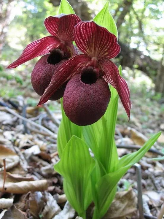 快来看看，兰花的世界真奇妙|壹木星球No.14