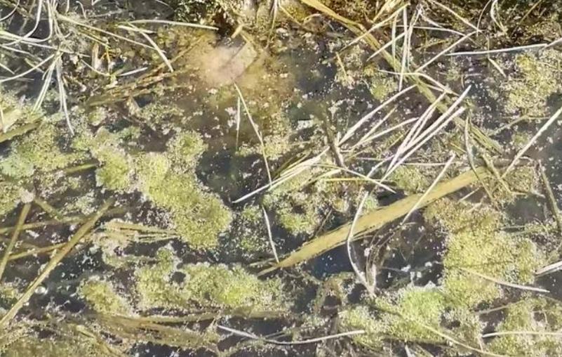 黄鳝的生活习性和繁殖期,黄鳝的生长习性