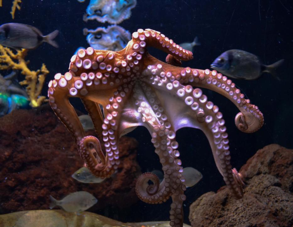 章鱼为什么不是地球的生物,科学家说章鱼可能是外星生物