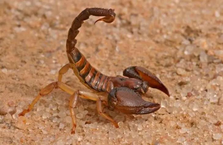 蝎子养殖的前期工作是什么,蝎子繁殖期怎么管理