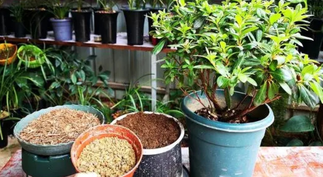 养花先“养根”，3个“小方法”，根系疯长，枝叶繁茂