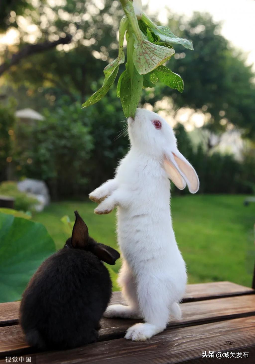 原来，你是这样的兔兔！