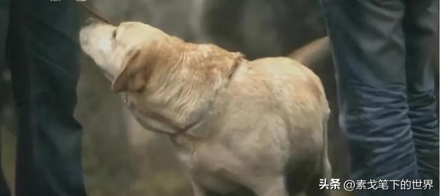 男子捡400只流浪狗,四川男子从路边捡来黑狗完整版