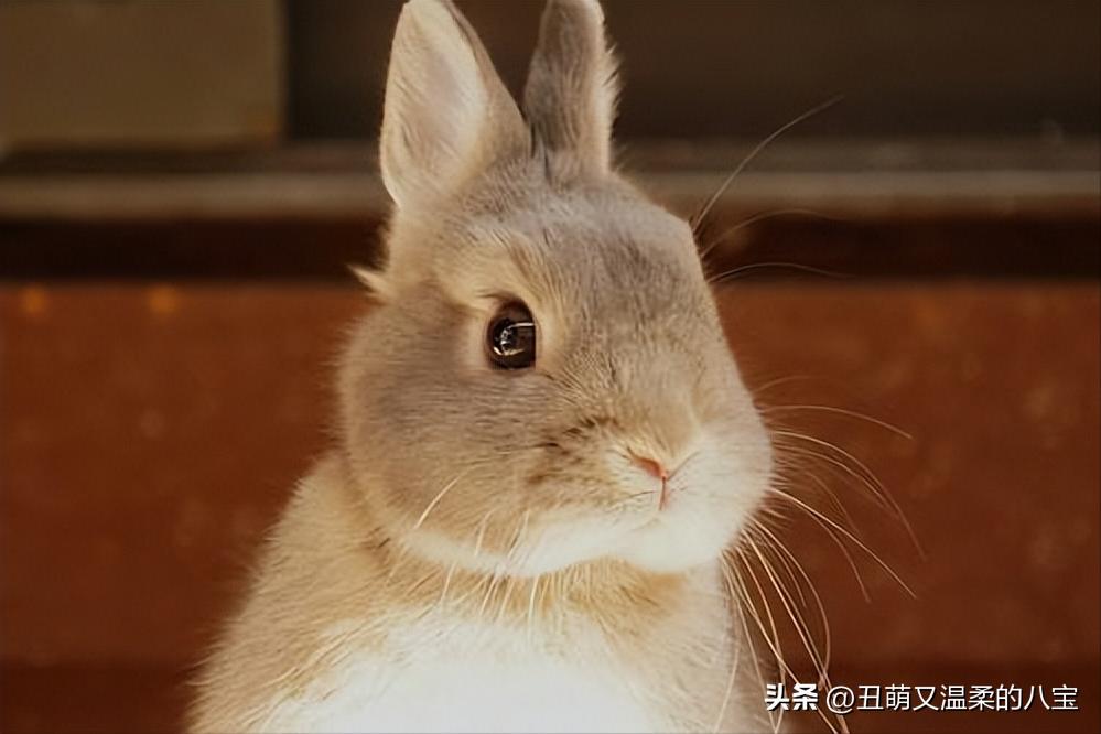 兔子便秘会自愈吗,兔子便秘了怎么快速通便