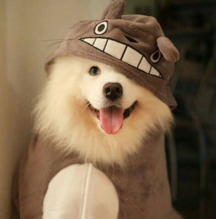 萨摩耶一觉睡醒眼睛有好多眼屎,萨摩耶的眼睛有眼屎是什么样子的