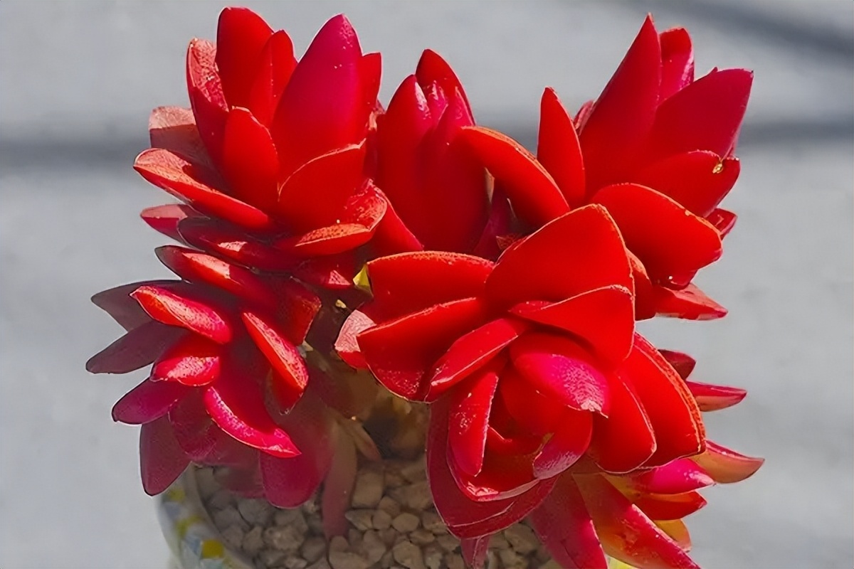 火祭养护注意事项,火祭盆栽养护方法