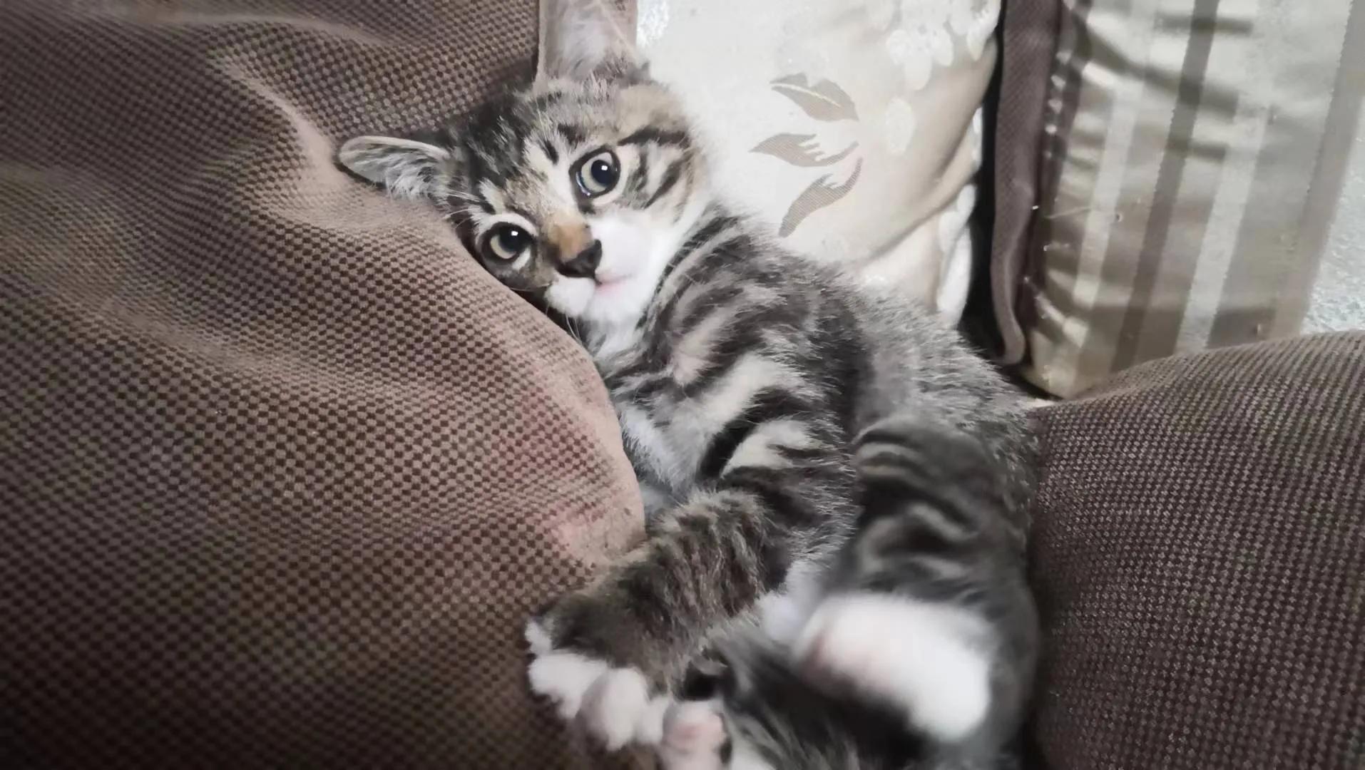 家里来了新“成员”～～“可乐”（连载）