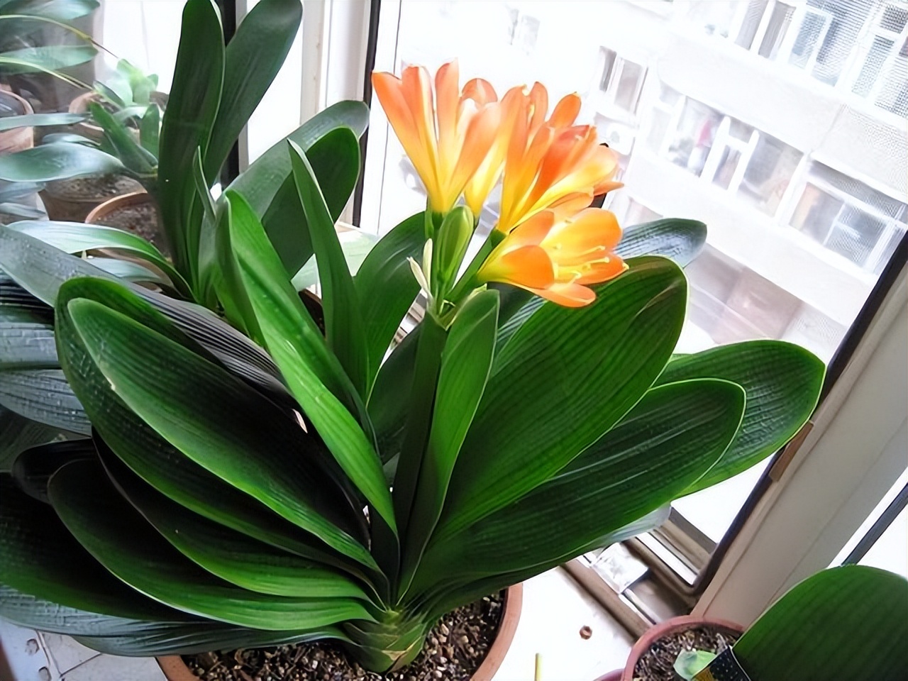 好养的喜阴花有哪些室内,最适宜室内养殖喜阴的花