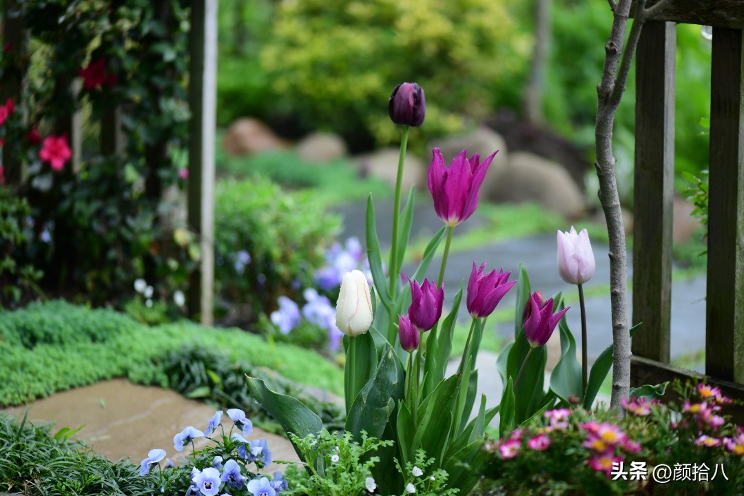 盘点今年河马花园里最美的几款郁金香|园丁