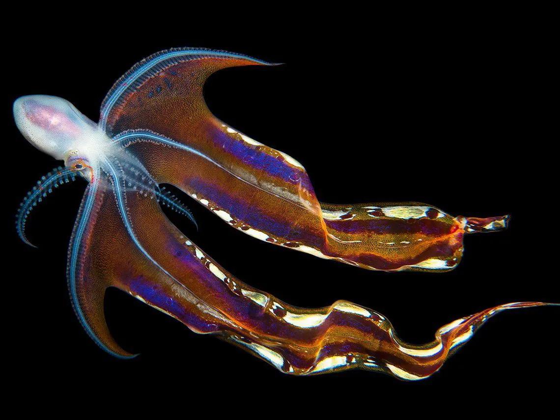 王者里面貂蝉和哪个英雄差不多,这才是真正的王者荣耀貂蝉