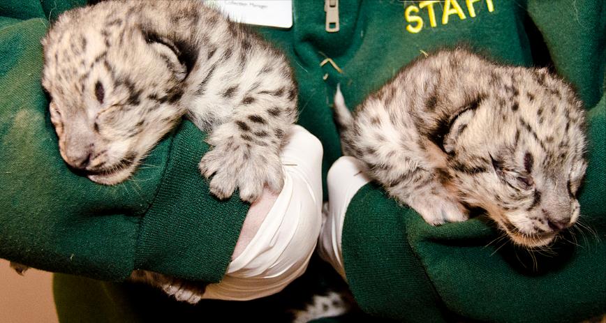 云南农村小伙捡到一只小猫,小伙捡到一只活体小猫