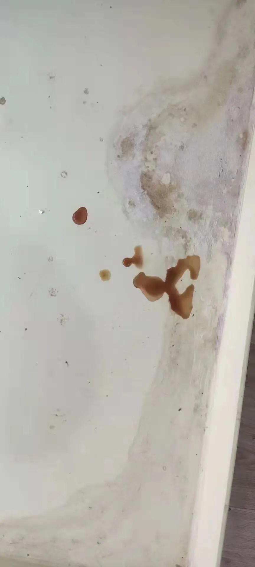 流浪猫大黑被收养后的日常生活,流浪猫大白很晚回来