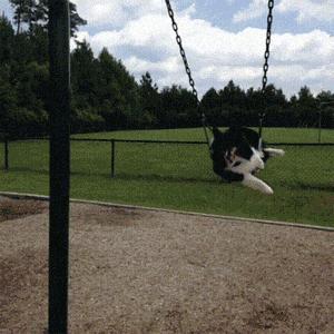 喜乐蒂幼犬多少钱一只,喜乐蒂多少钱一只