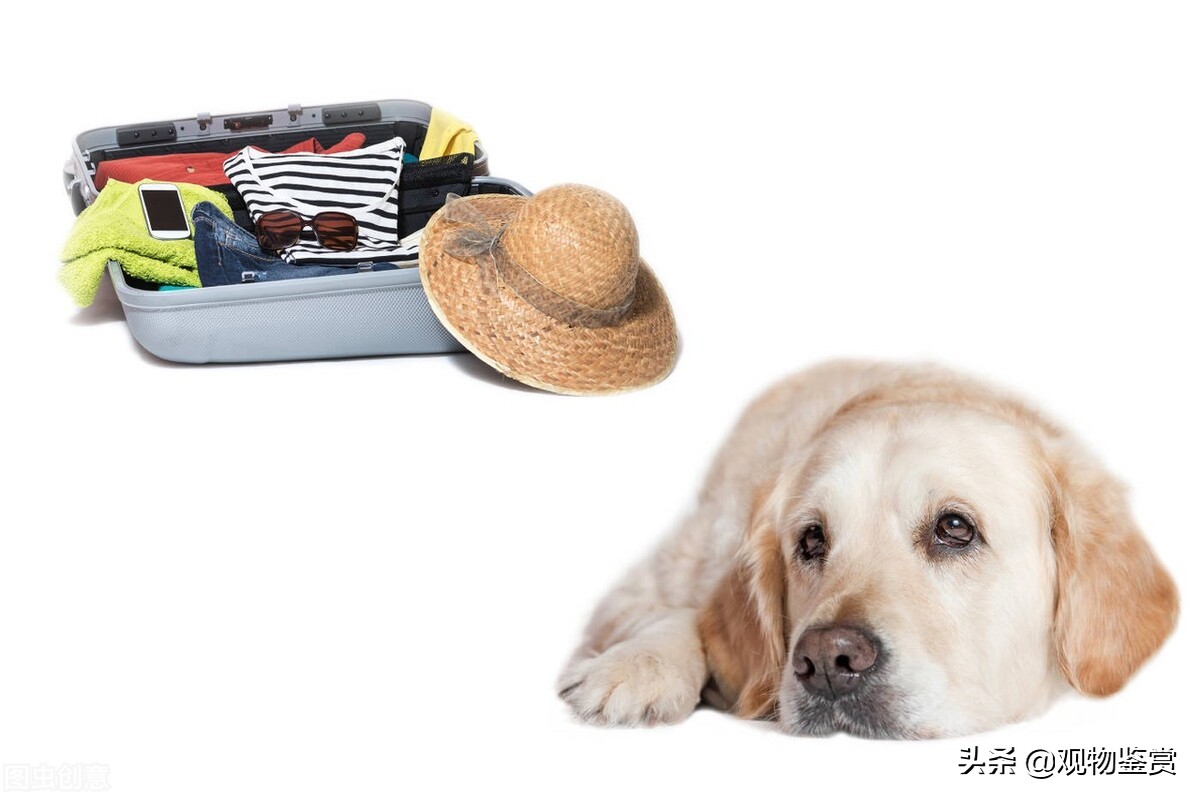 在外地宠物怎么带回家,外地买的宠物狗怎么带回家