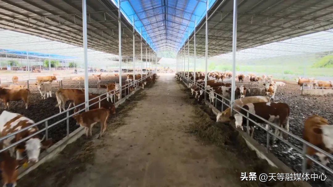 【新时代新征程新伟业】天等县一季度经济运行实现稳中有进