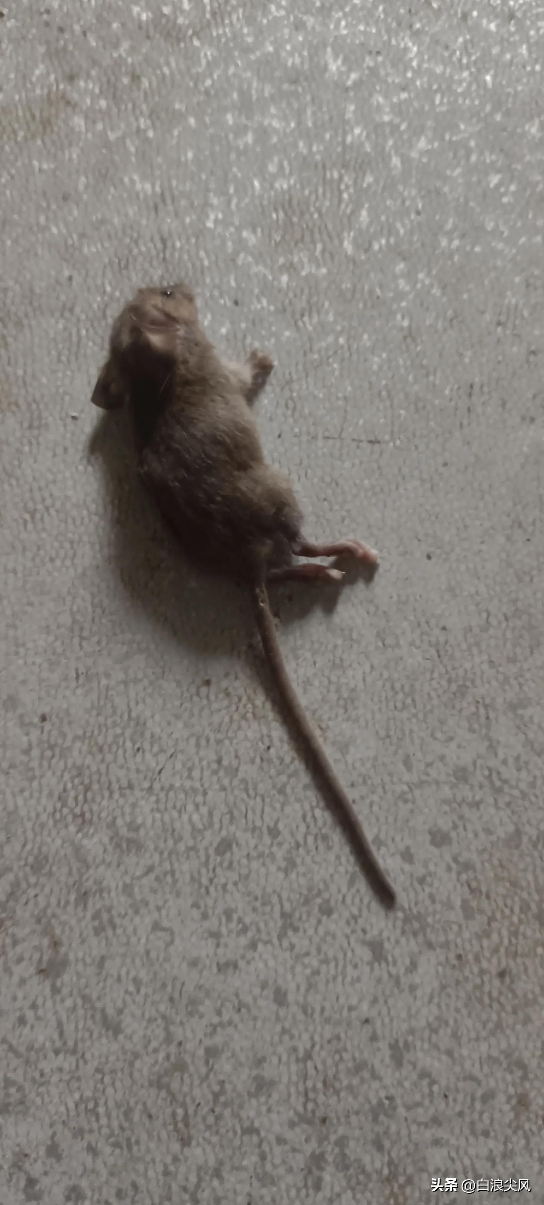 租房东西被老鼠咬了责任算谁的,在宾馆被老鼠咬了赔偿什么费用