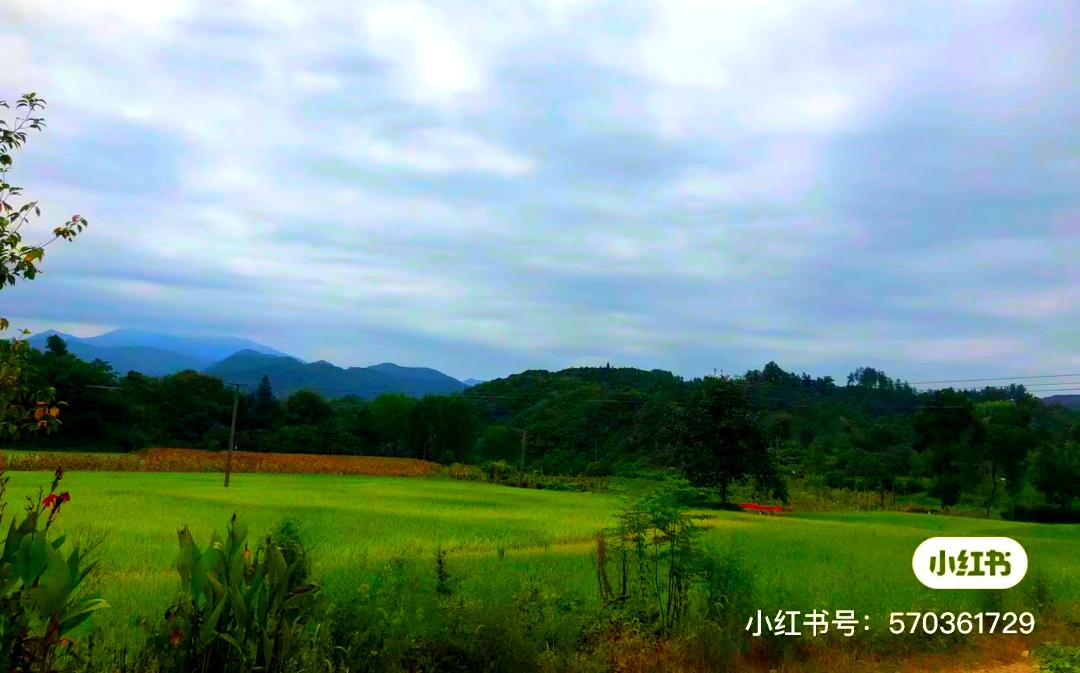 信阳十大旅游乡村,信阳周边乡村旅游景点推荐