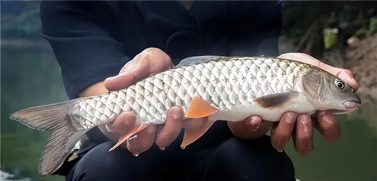 淡水鱼排行榜前十名价格,国内常见淡水鱼价格排行