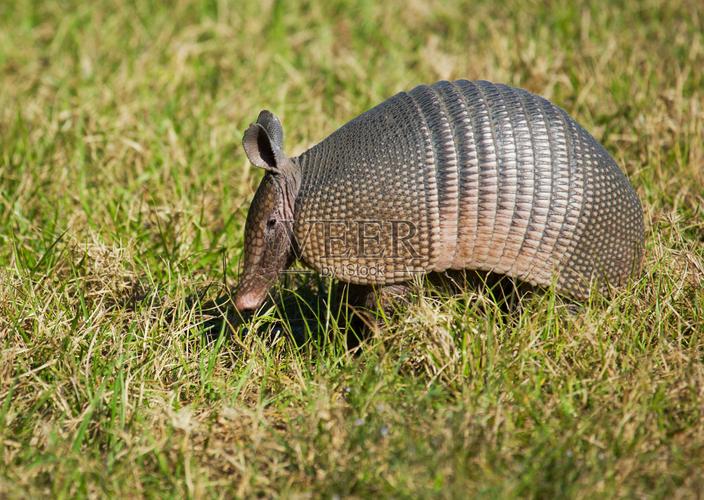 犰狳巴西,犰狳是巴西的国宝吗