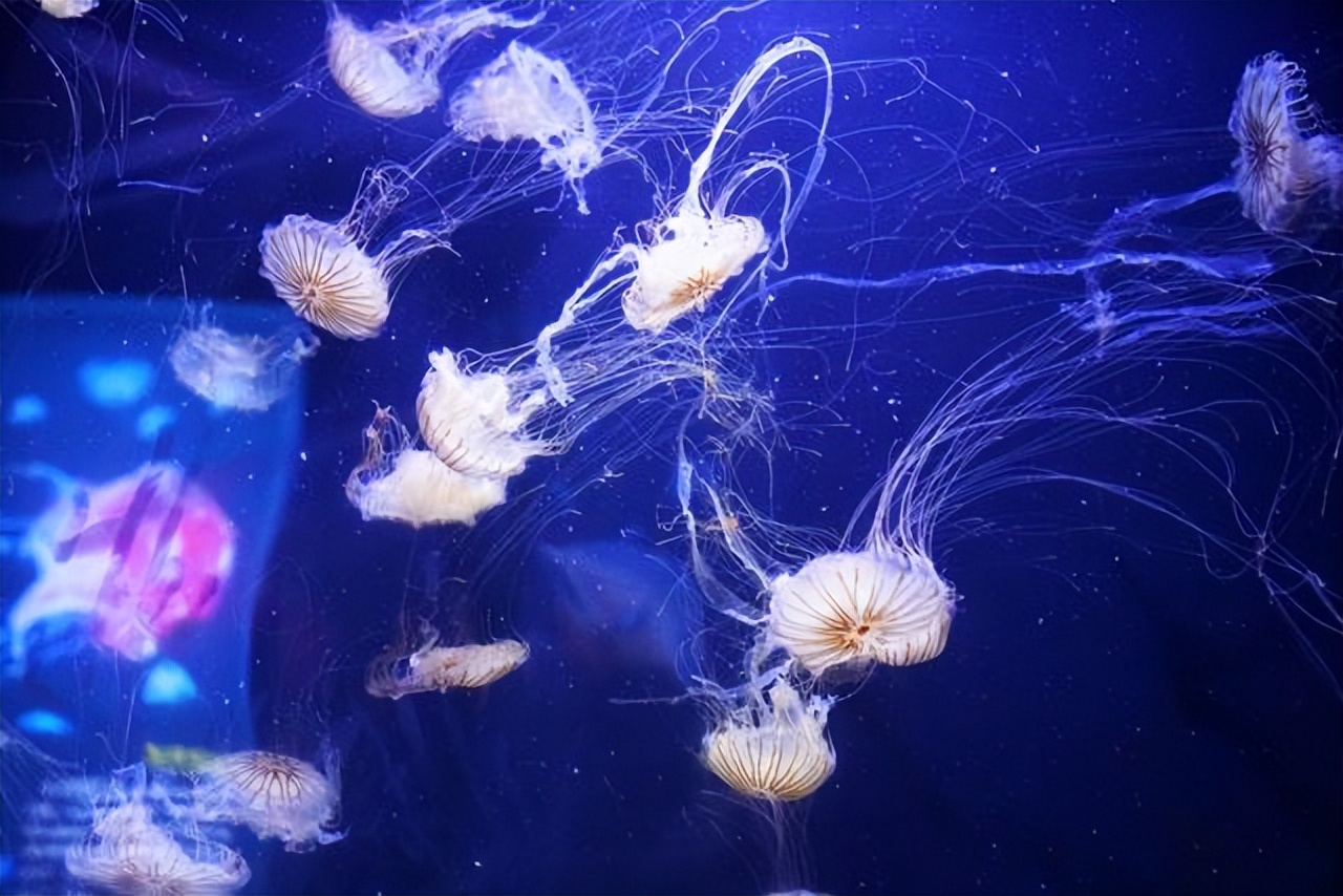 青岛夏日旅行,青岛之旅享受夏日与海风