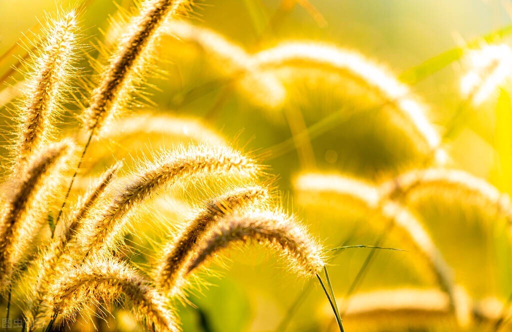 惊蛰春雷惊万物下一句是什么,惊蛰春雷一响惊百虫