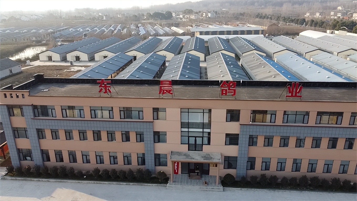 小鸽子创业,小鸽子大产业