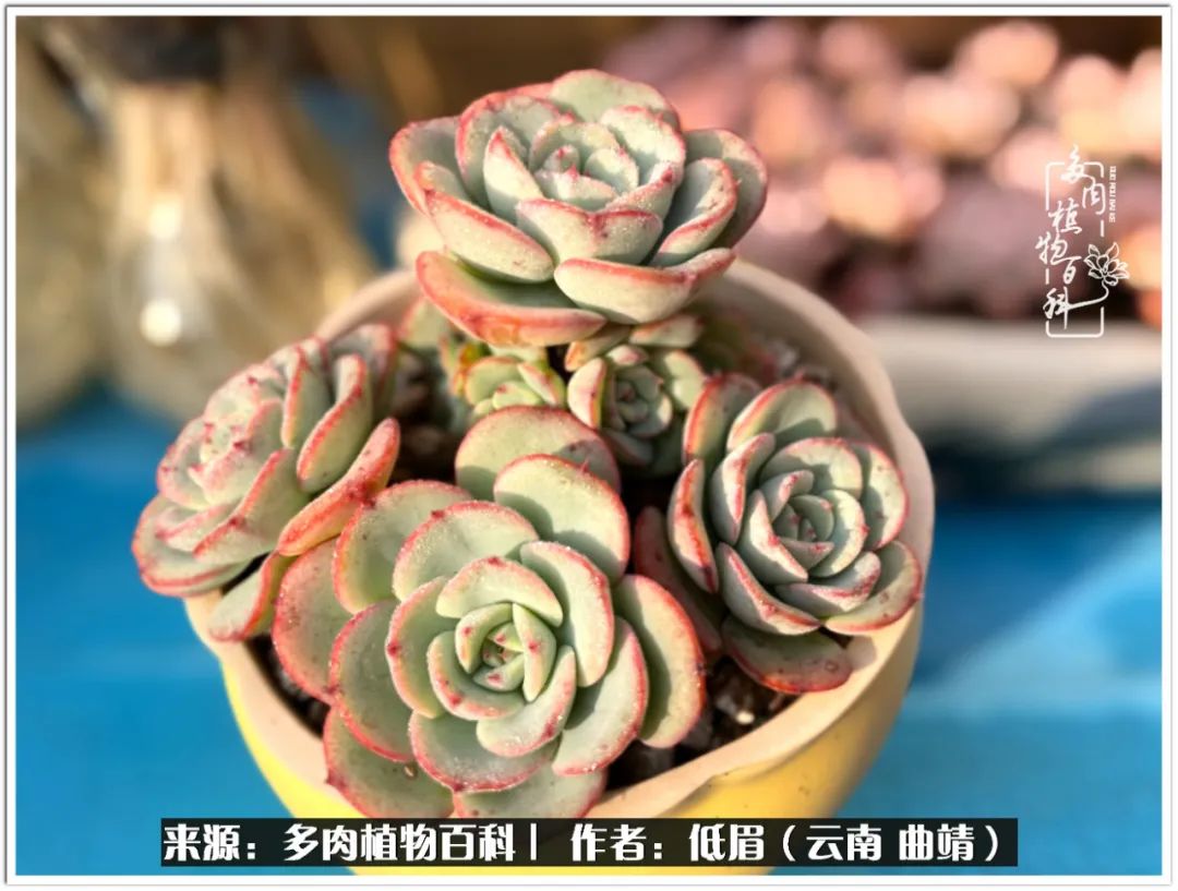 玉露多肉冬季分盆,玉露多肉怎样才能晶莹剔透