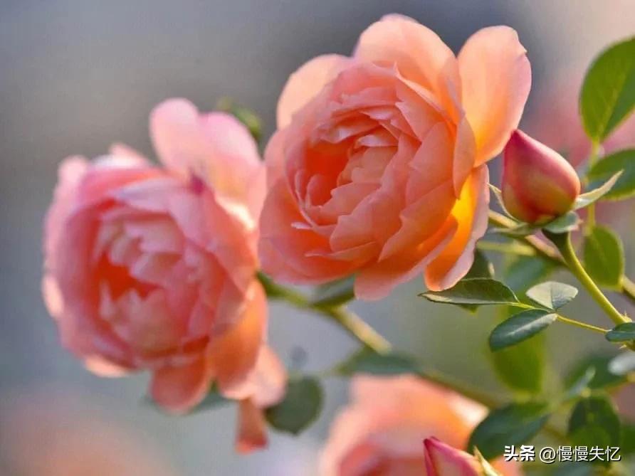 月季花诗句十首,关于月季花的诗句古诗词