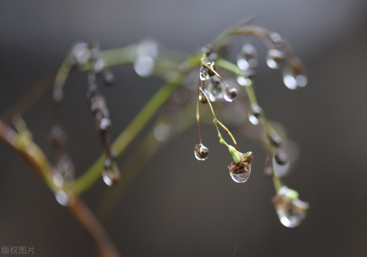 春土豆怎样种植和管理,春土豆种植怎么整地