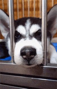 什么狗好养还不拆家还能保护主人,哪种狗不咬人不拆家智商高