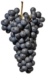 小众之美|AltoAdigeDOC上阿迪杰