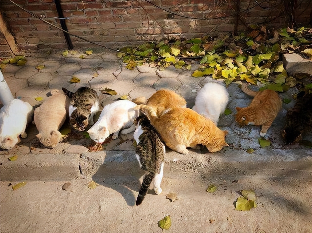 弃养率第二高的品种猫,弃养的猫比野生的猫多吗