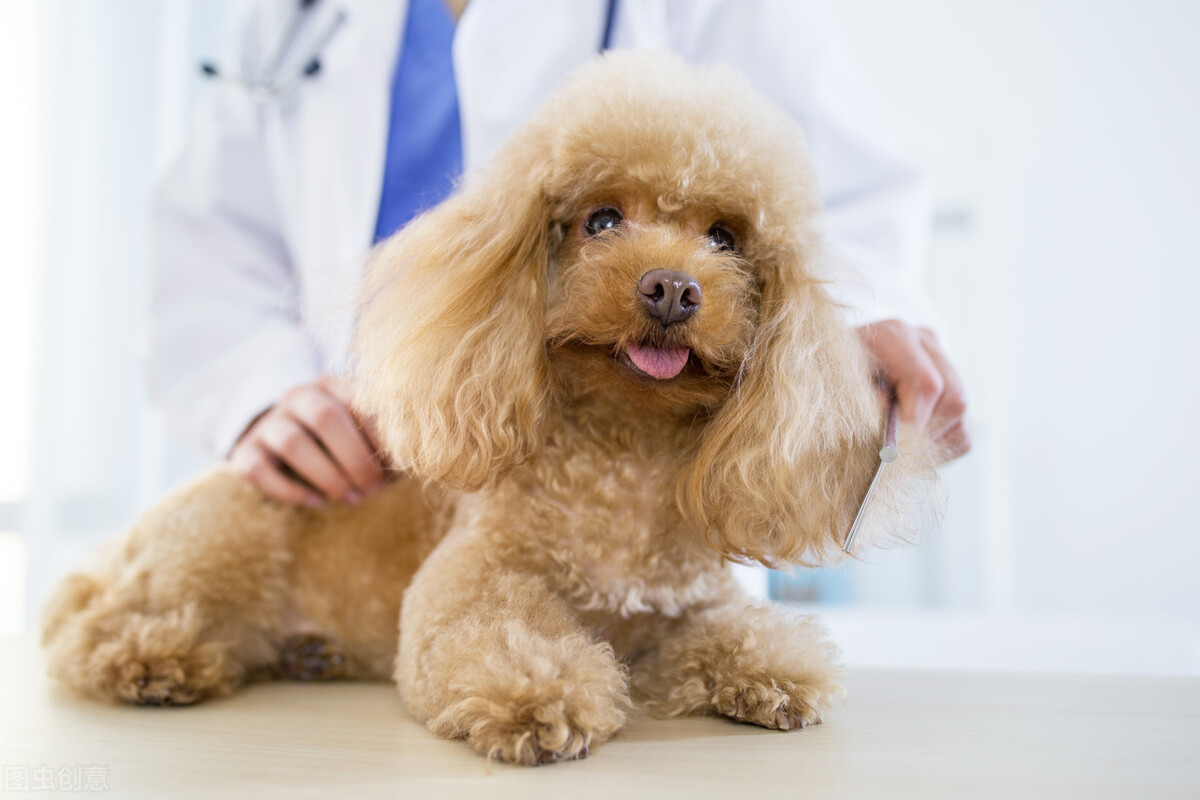 狗狗为什么会假孕？假孕有什么症状？