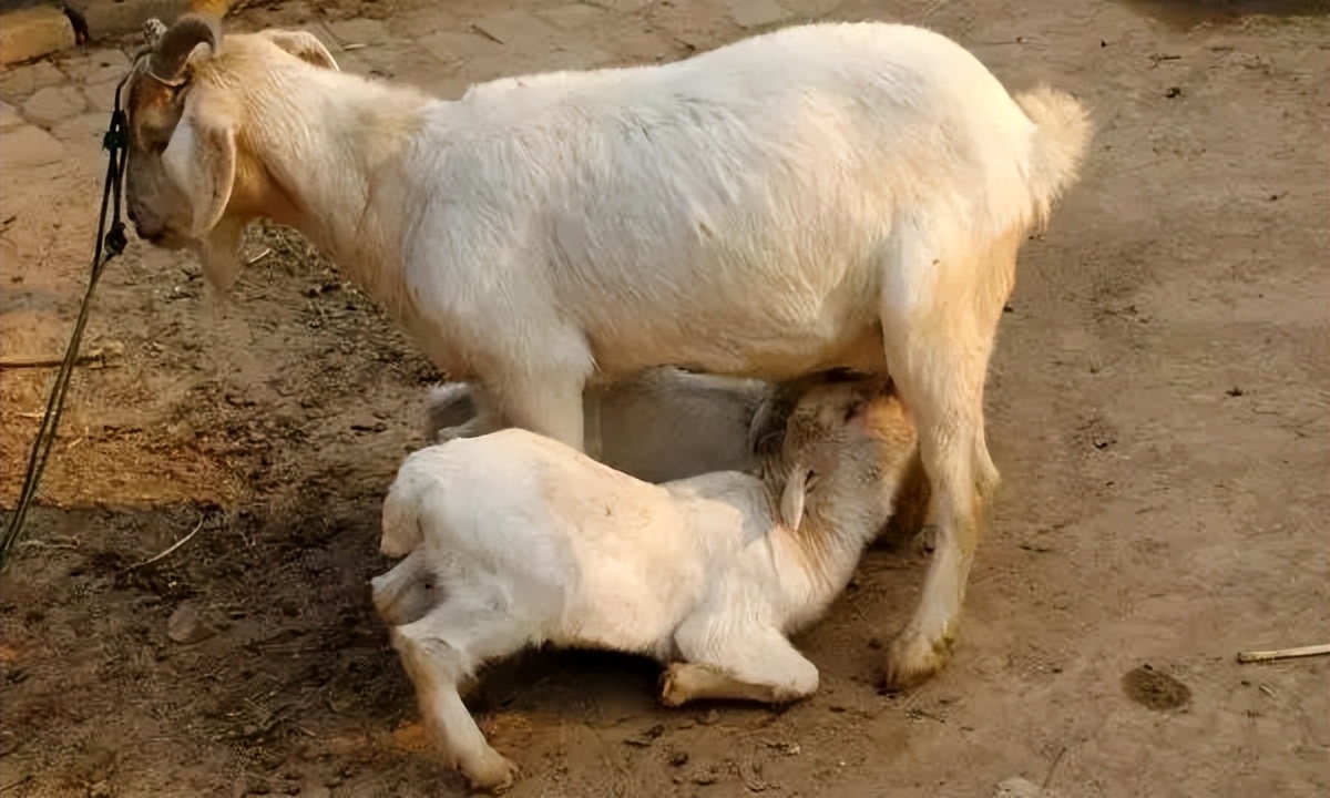 说文解字：羊，羊在古代与祥相通，吉祥之意，是祥瑞的象征