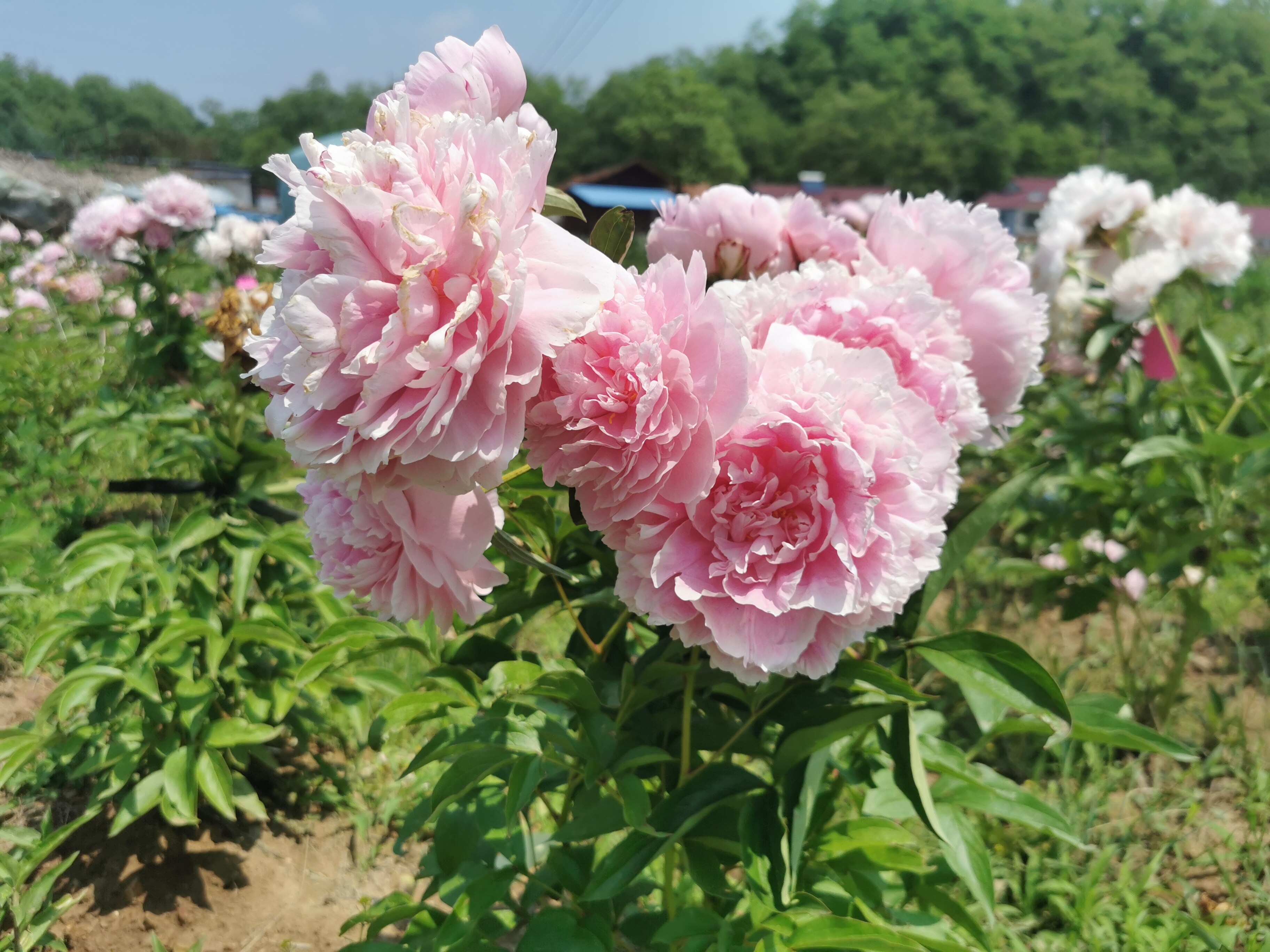 种花盈利模式,园艺创业种花
