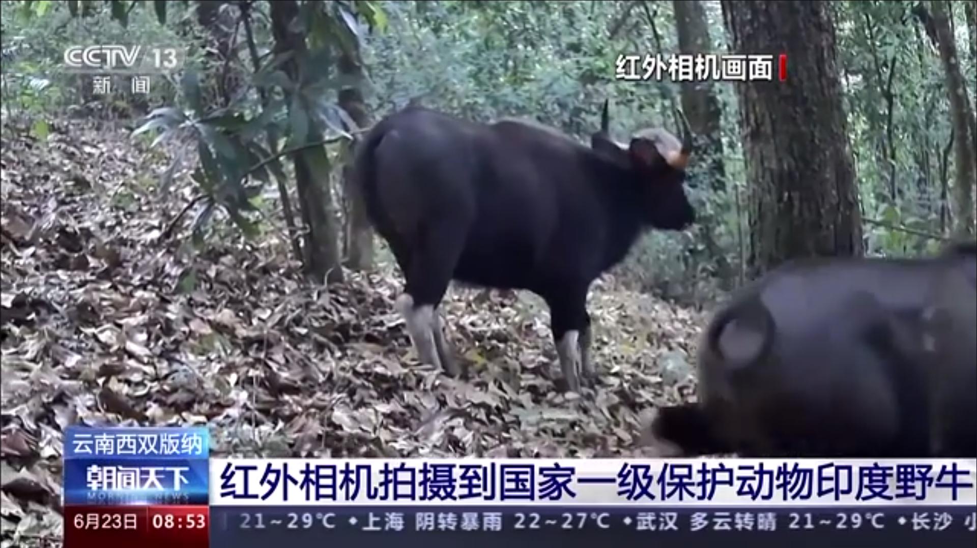 世界上体型最大的牛堪称牛魔王,体型最大的牛是什么牛