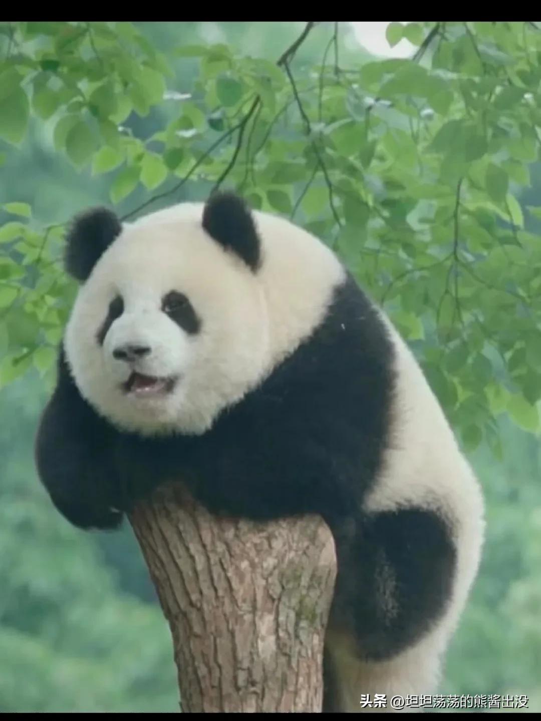 大熊猫萌兰小时候踩熊,大熊猫萌大打萌兰