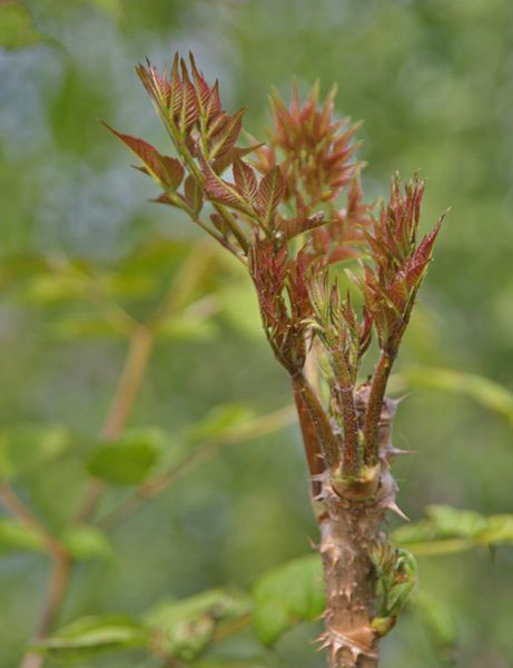 100种野菜大全图解,认识100种野菜视频大全完整版