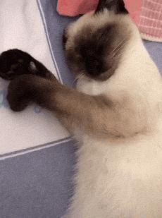 猫忠心还是狗忠心,什么猫忠心